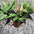 Blechnum occidentale